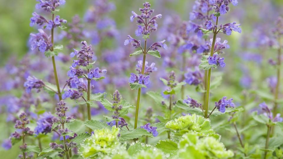 catmint catnip, nepeta racemosa 'walker's low' ii