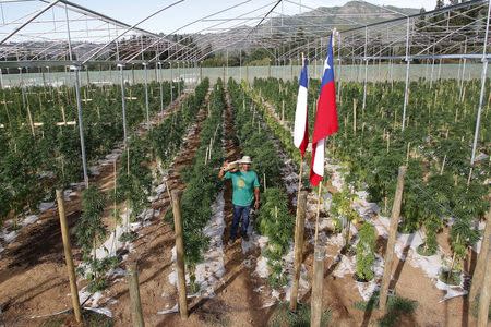 A general view of a medicinal cannabis plantation in Latin America, part of a project by Daya Foundation non-governmental organisation, in rural Quinamavida near Talca, Chile, January 18, 2016. REUTERS/Sebastian Martinez EDITORIAL USE ONLY. NO RESALES. NO ARCHIVE.