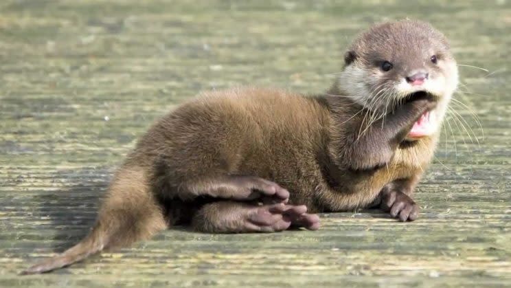 Otter-Baby Symbolbild: tumblr