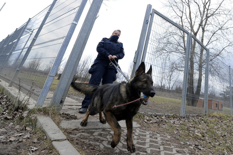 Police officer Katarzyna Matuszewska after training with patrol dog Ort, in Warsaw, Poland, on Friday, March 19, 2021. When they age, the dogs and horses that serve in Poland's police, Border Guard and other services cannot always count on a rewarding existence. Responding to calls from concerned servicemen, the Interior Ministry has proposed a bill that would give the animals an official status and retirement pension, hoping this gesture of “ethical obligation” will win unanimous backing. (AP Photo/Czarek Sokolowski)