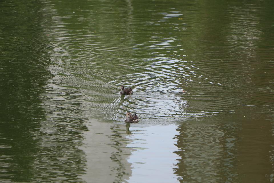 紅冠水雞到碧湖公園育雛