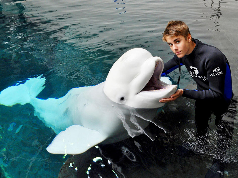 Justin Bieber Beluga Whale