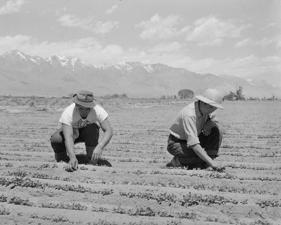 In this photo provided by the National Archives, Ichiro Okumura, 22, left, from Venice, Calif. and Ben Iguchi, 20, from Sangus, Calif., thin young plants in a two-acre field of white radishes at the Manzanar Relocation Center, an internment camp in Manzanar, Calif., on June 2, 1942, with high sierras seen in the background. (Dorothea Lange/War Relocation Authority/National Archives via AP)