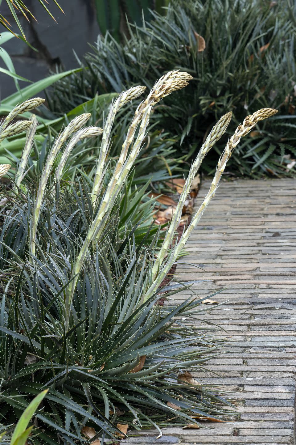 flower stems with buds of a dyckia d encholirioides a bromeliad native to south america