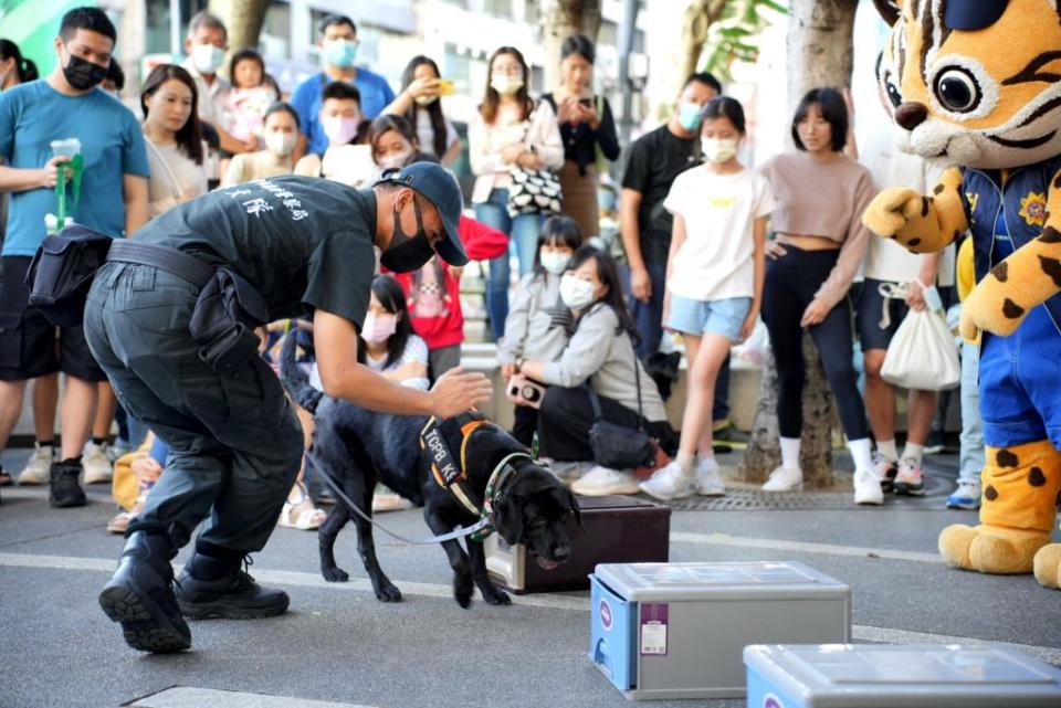 警犬示範嗅聞模擬毒品物後立即坐下，讓領犬員得知找到標的物。（記者陳金龍攝）