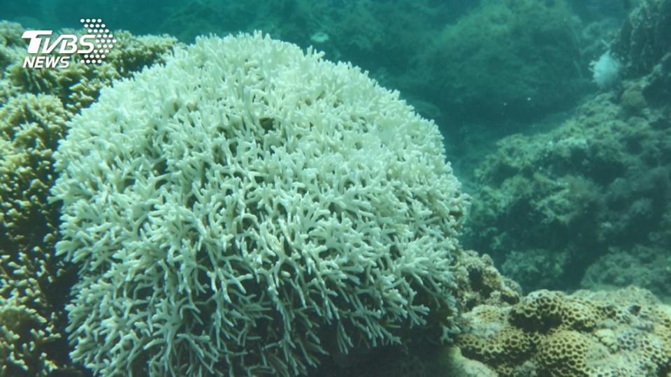 受極端天氣影響，墾丁和小琉球的海域出現大量珊瑚礁白化的情況。（圖／TVBS資料畫面）