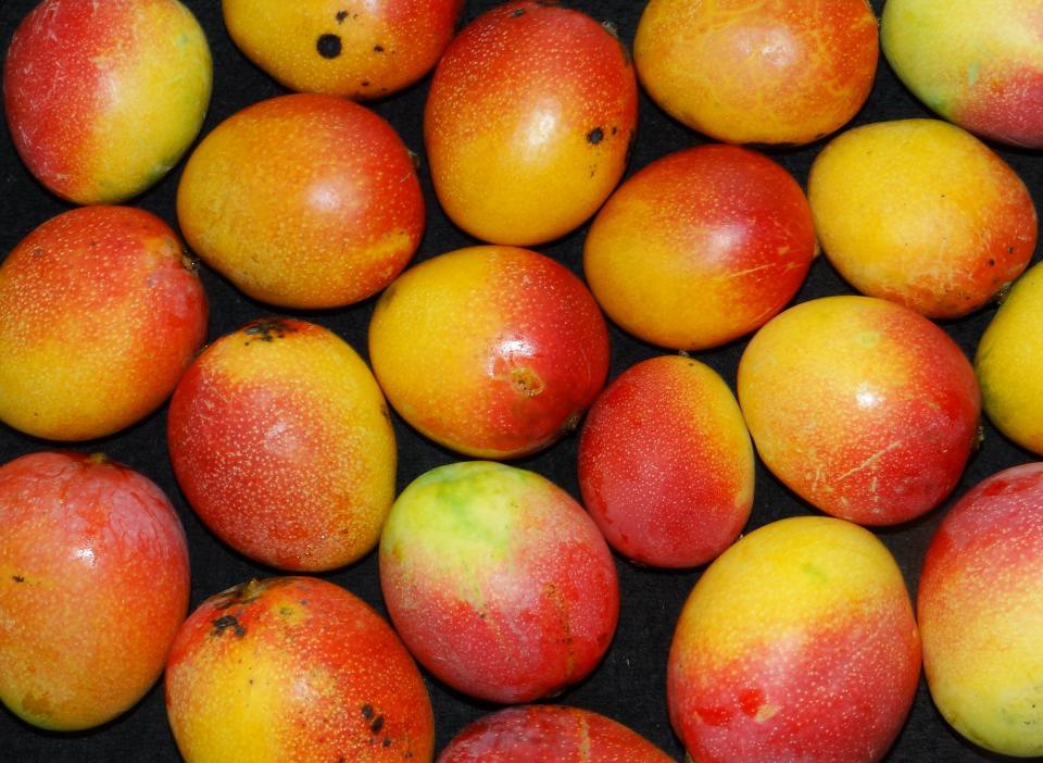 Haden mangos grown by Asit Ghosh of Rockledge. The Brevard Tropical Fruit Club's annual tree sale will be Saturday, April 27 at Melbourne Auditorium.