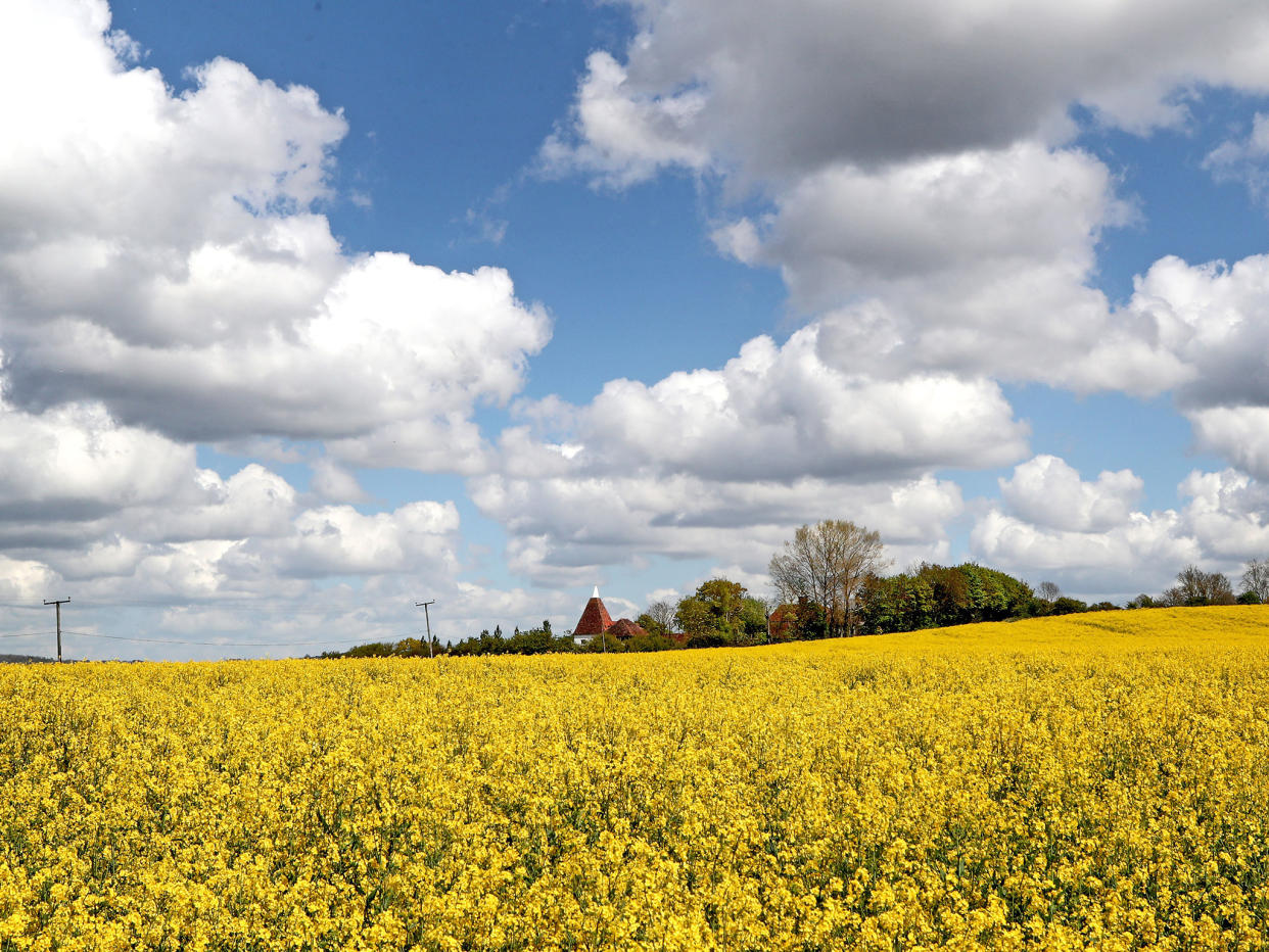 A view of an Oast House across a rapeseed field during a sunny afternoon near Ashford, Kent, as the blast of Arctic weather that brought snow to northern Scotland continued to move south: PA Wire/PA Images