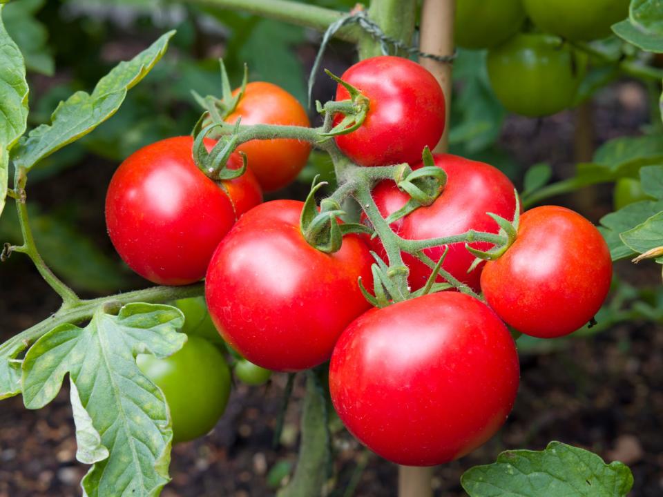 closeup shot of tomatoes on a vine in a garden