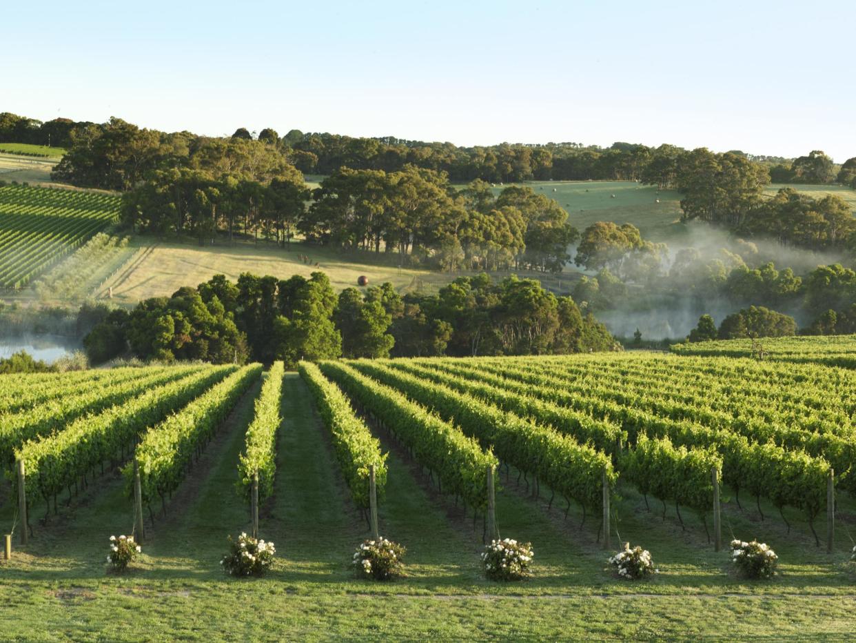 Victoria has the most vineyards of any Australian state: Visit Victoria