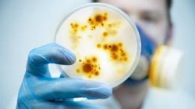 Las familias de bacterias más habituales son los Staphylococcus, Enterococcus, E. coli, Pseudomonas y Micrococcus.