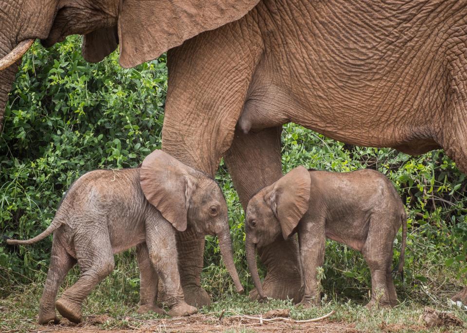 Rare elephant twins are seen after they were born to the Winds II elephant family as in the elephant world, twin births are very rare, representing about 1% of all births in the Samburu National Reserve, located 350 kilometers from Nairobi in Kenya on January 20, 2022. / Credit: Jane Wynyard/Save the Elephants/Anadolu Agency via Getty Images