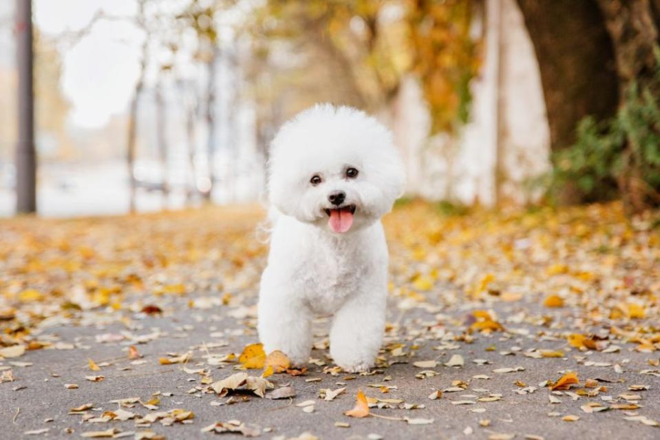 Bichon frise dog close up portrait. Autumn. Fall season