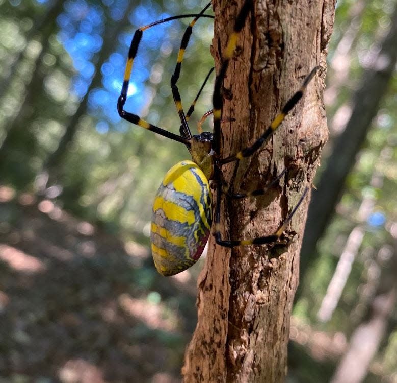 The joro spider, a native of Asia, has become a common sight in neighborhoods in Athens and across Northeast Georgia.