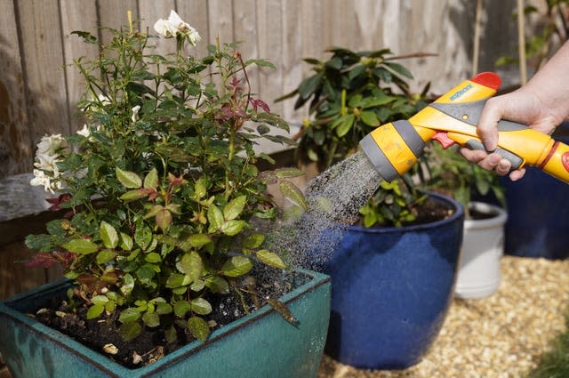A person uses a hosepipe to water plants