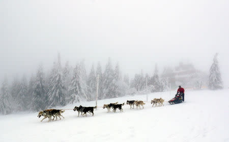 A musher rides his dog sled during a stage of the Sedivackuv Long dog sled race in Destne v Orlickych horach, Czech Republic, January 25, 2019. REUTERS/David W Cerny