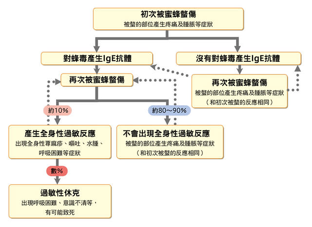 全身性過敏反應的發生過程範例