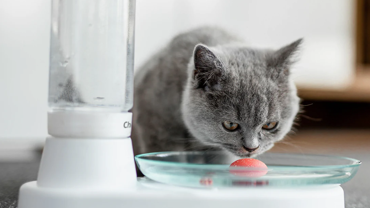 best cat water fountains  cat looking into automatic water fountain