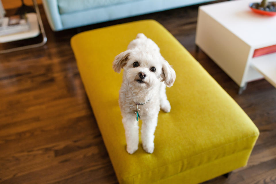 A dog on an ottoman