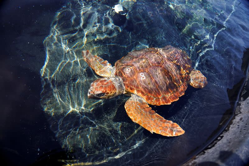 A Caretta caretta turtle, which was rescued from a fishing line in April and recovered in a conservation centre in Morrojable, is being released, in the Canary island of Fuerteventura