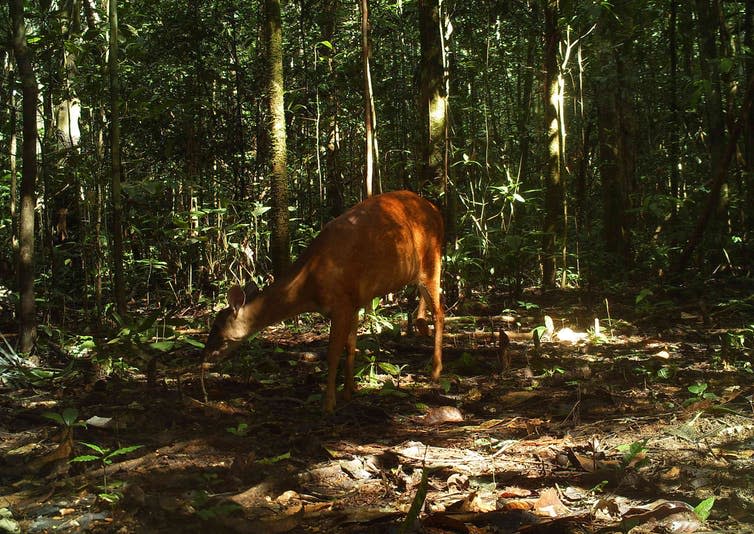 <span class="caption">Red brocket deer.</span> <span class="attribution"><span class="source">Mark Abrahams</span>, <span class="license">Author provided</span></span>