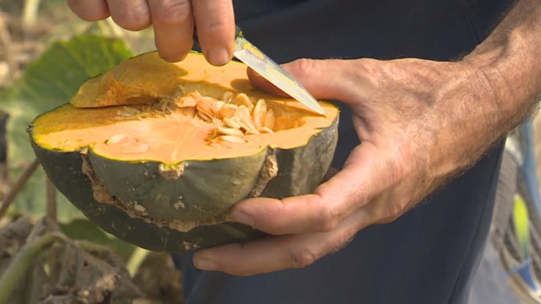 Early autumn heat wave a mixed bag for Ontario's fruits and veggies