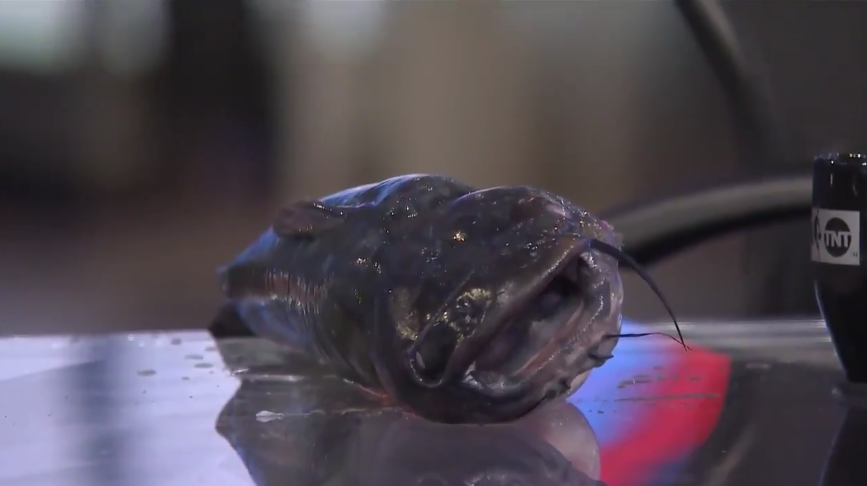 Shaquille O’Neal had a lot of fun with a catfish on TNT’s postgame coverage Monday night. (Twitter/@NBAonTNT)