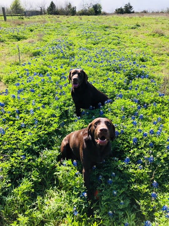 Dogs in the bluebonnets (Courtesy: Gabriela Aguilera)