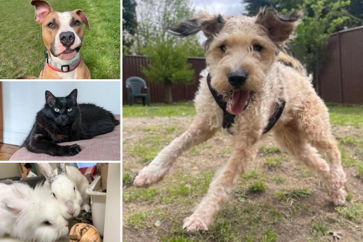 Could you give any of these Sussex pets a home? <i>(Image: RSPCA)</i>