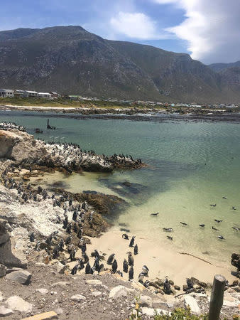 An African penguin colony is seen at the Stony Point Nature Reserve, where 223 rehabilitated penguin chicks were released by the Southern African Foundation for the Conservation of Coastal Birds (SANCCOB) with assistance from partnering organisations like Georgia Aquarium at Stony Point near Cape Town, South Africa, December 8, 2016. Georgia Aquarium/Addison Hill/Handout via REUTERS