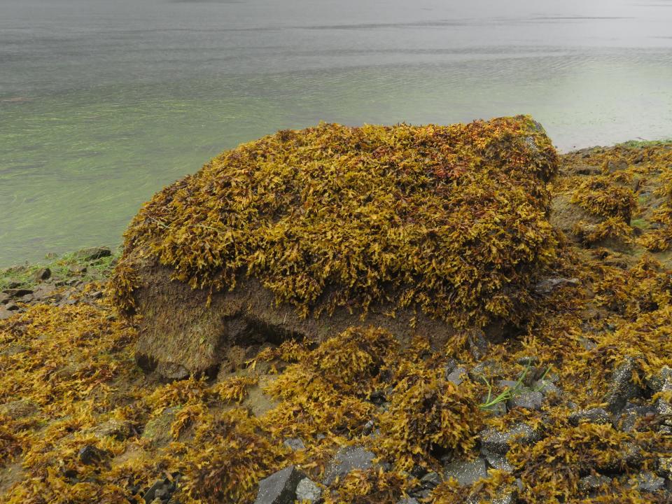 Mearns Rock en la actualidad, fotografía tomada en 2022 | NOAA   