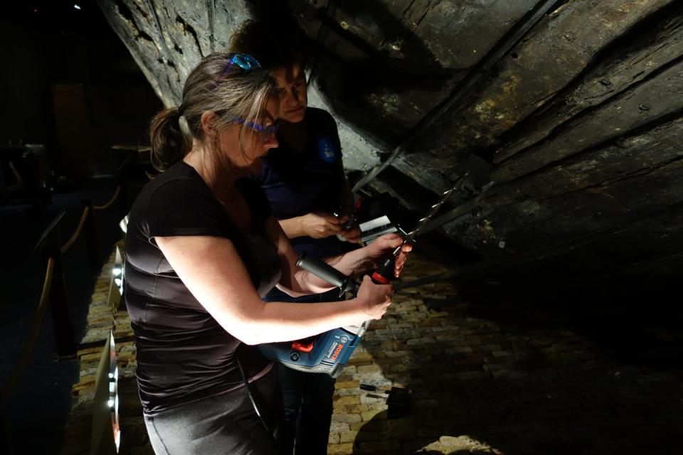 Drilling a dendrochronology sample from a 'Batavia' ship plank