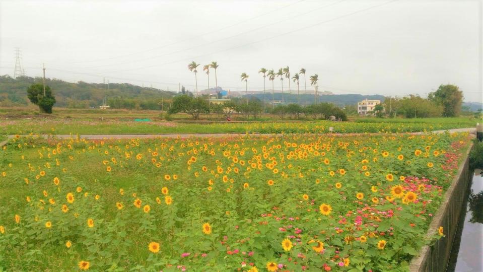 ▲西湖鄉公所積極透過農民，在106年二期休耕期種植大波斯菊。（圖／苗栗縣政府提供）