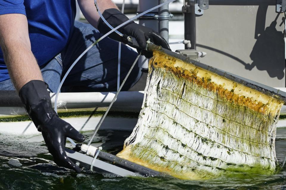 Everett Eustance, ASU assistant research scientist, pulls out the thin, hollow fibers used to deliver carbon dioxide from wastewater treatment to microalgae at Mesa's North West Water Reclamation Facility pictured here on Feb. 24, 2022. ASU is partnering with Mesa to cultivate algae using wastewater in a three-year project funded by the Department of Energy.