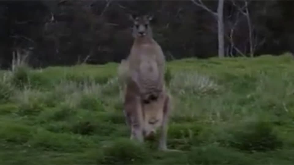 One of the big kangaroos staunching Verzina as he rides his bike down a Melbourne park. Photo: Supplied