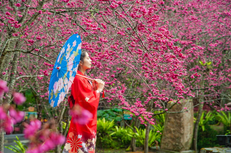 日月潭櫻花季2/1登場  必遊九族文化村 日月潭櫻花季2月1日展開，潭區賞櫻景點包含國立暨 南國際大學、九族文化村等。圖為九族文化村2023年 花況。 （九族文化村提供） 中央社記者蕭博陽南投縣傳真  113年1月25日 