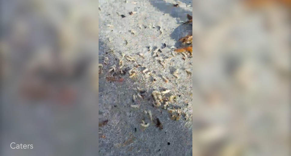 The popular beach was plagued by thousands of maggots. Source: Caters