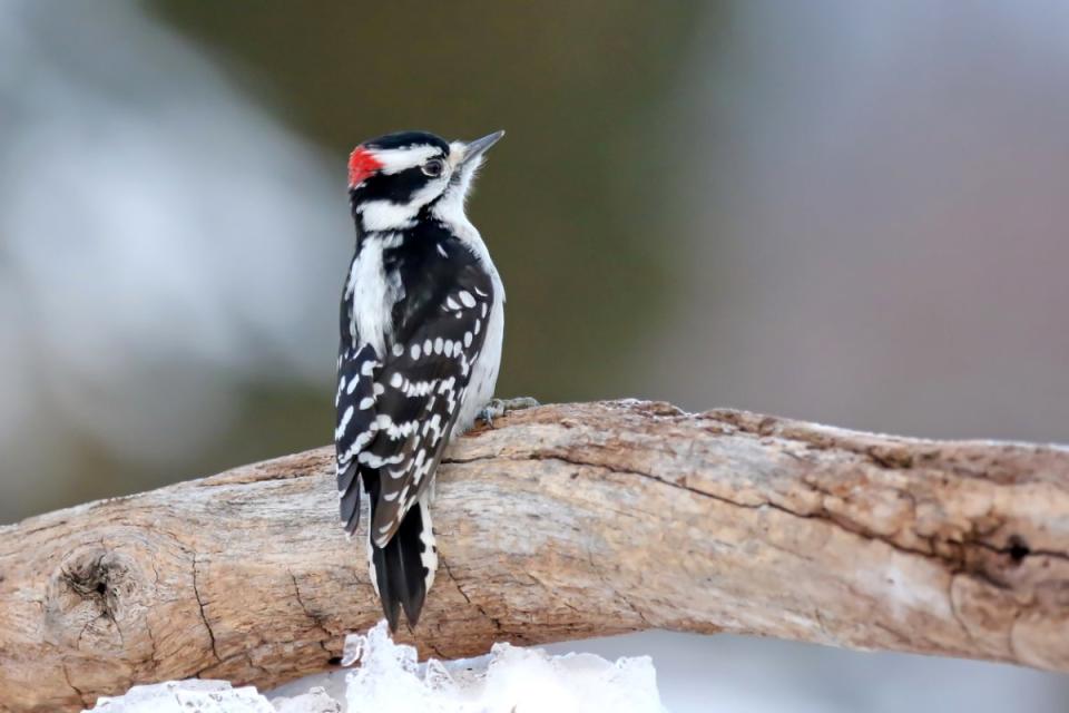 small black and white bird with red top