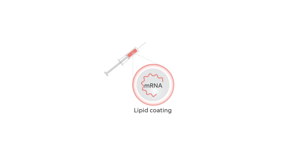 In a vaccine, the messenger RNA or mRNA is protected by a lipid coating, like a fat bubble.