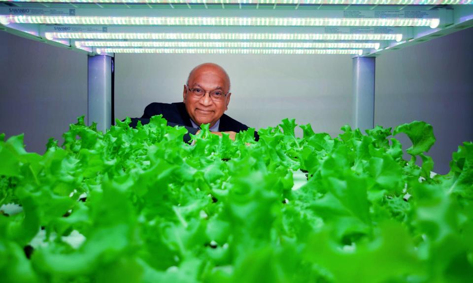 Ajit George of Second Chances Farm looks out over fresh lettuce growing in a vertical garden prototype. He wants to build an indoor farm in Wilmington's Riverside neighborhood to grow fresh food for the neighborhood and employ ex-offenders.