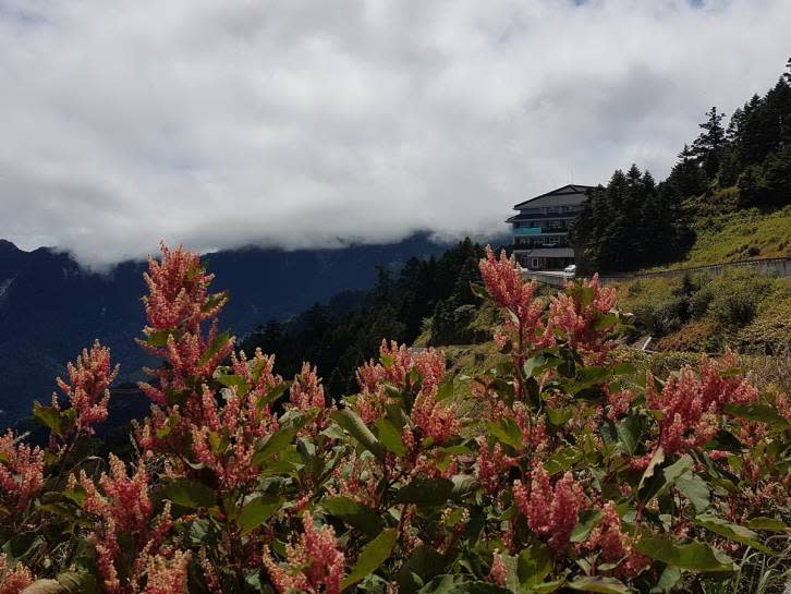 ▲合歡山地區步道旁綻放的虎杖花果，為青山增添美景。（圖／東勢林區管理處提供2017.9.9）