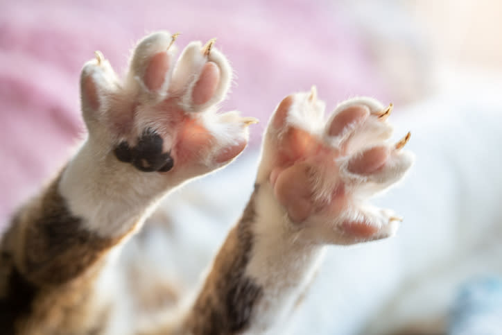 cat paw pads