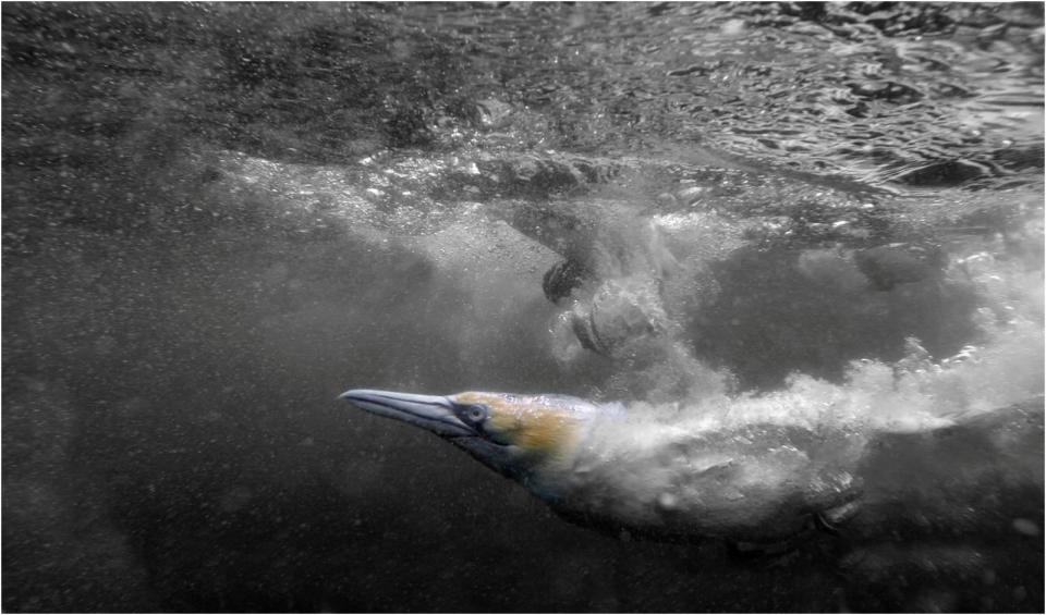 Philip Hayman from Powys, Wales, took this image of gannets underwater in the Shetland Islands.