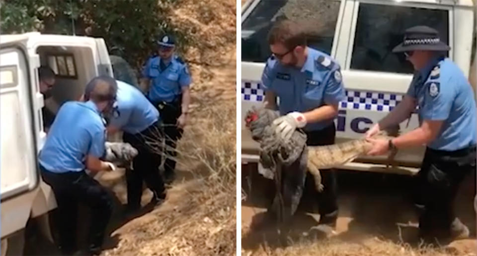 WA Police captured a freshwater crocodile in a Fitzroy Crossing industrial area.