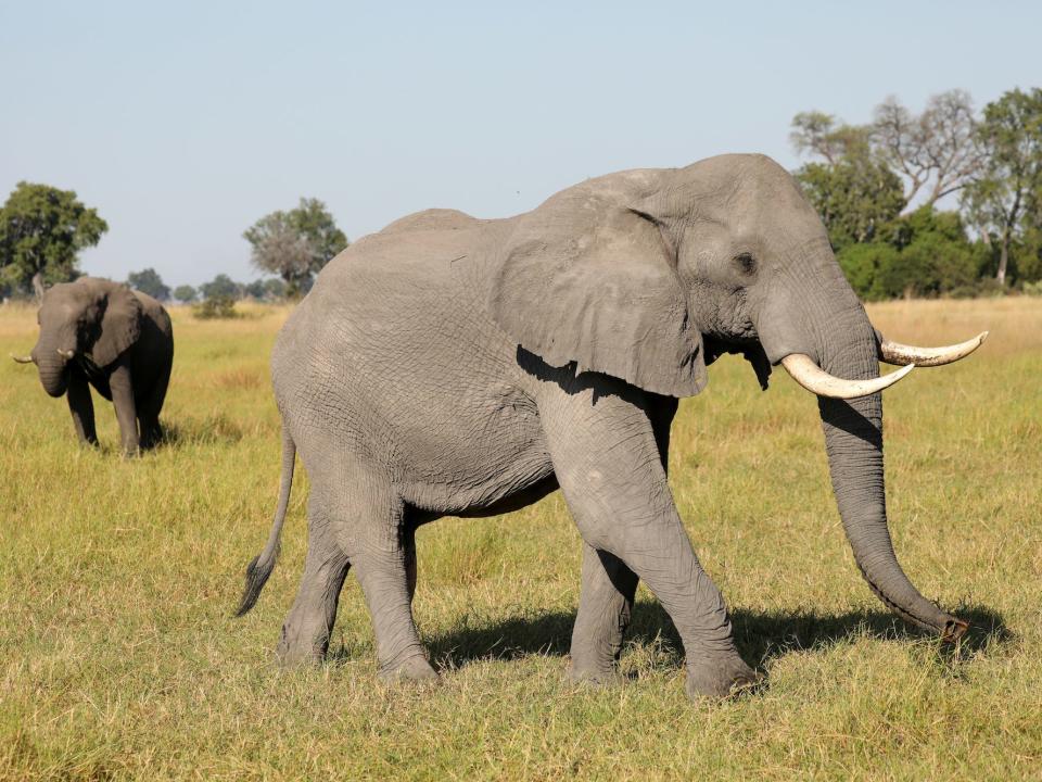 Elephants walk on a grassy pasture in Botswana.