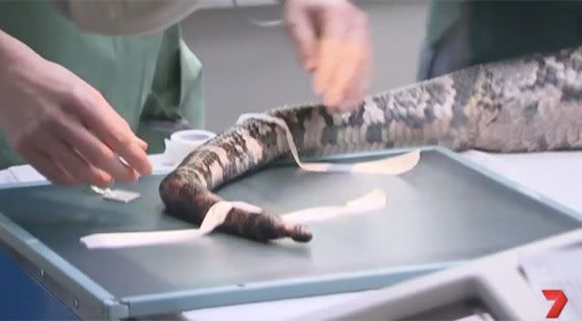 The fracture in Cuddles's tail. Source: 7News
