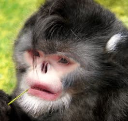 <b>Sneezing monkey</b><br><br>The sneezing monkey, or Rhinopithecus strykeri, is the first snub-nosed monkey to be found in the high mountains of Myanmar and is believed to be critically endangered. It is distinctive for its mostly black fur and white beard and for sneezing when it rains. The odd-looking monkey is known to avoid dripping rainwater in its turned up nose by sitting with its head between its legs. Gesundheit! Photo credit: Thomas Geissmann/Fauna & Flora International