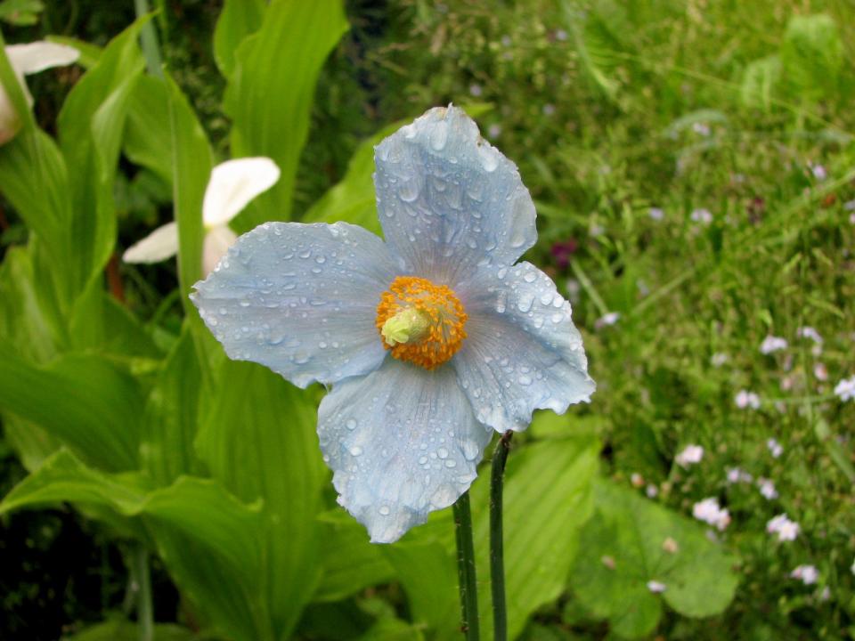 Himalayan blue poppy is a rare color in the garden: that of the sky.