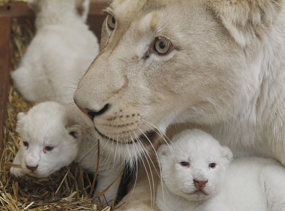 White lioness Azira lies in their cage with two of her three white cubs that were born last week in a private zoo in Borysew, in central Poland, on Tuesday, Feb. 4, 2014. Zoo owner Andrzej Pabich says white lions often have defects the prevent giving birth, or the mother rejects her cubs, but two and a half-year-old Azira has been patiently feeding and caring for her little ones, as three and a half-year-old Sahim, who fathered them, watches from a neighboring cage. (AP Photo/Czarek Sokolowski)