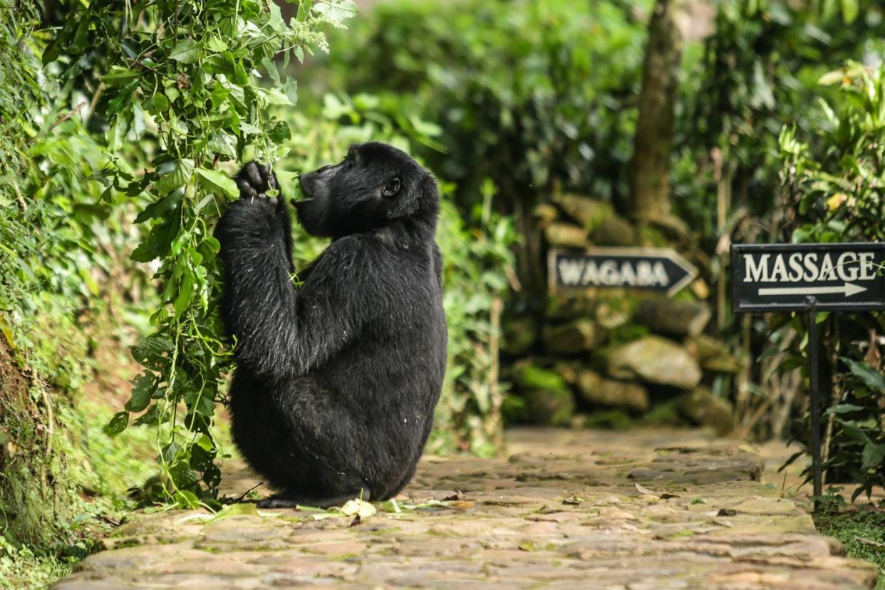 Bwindi Lodge